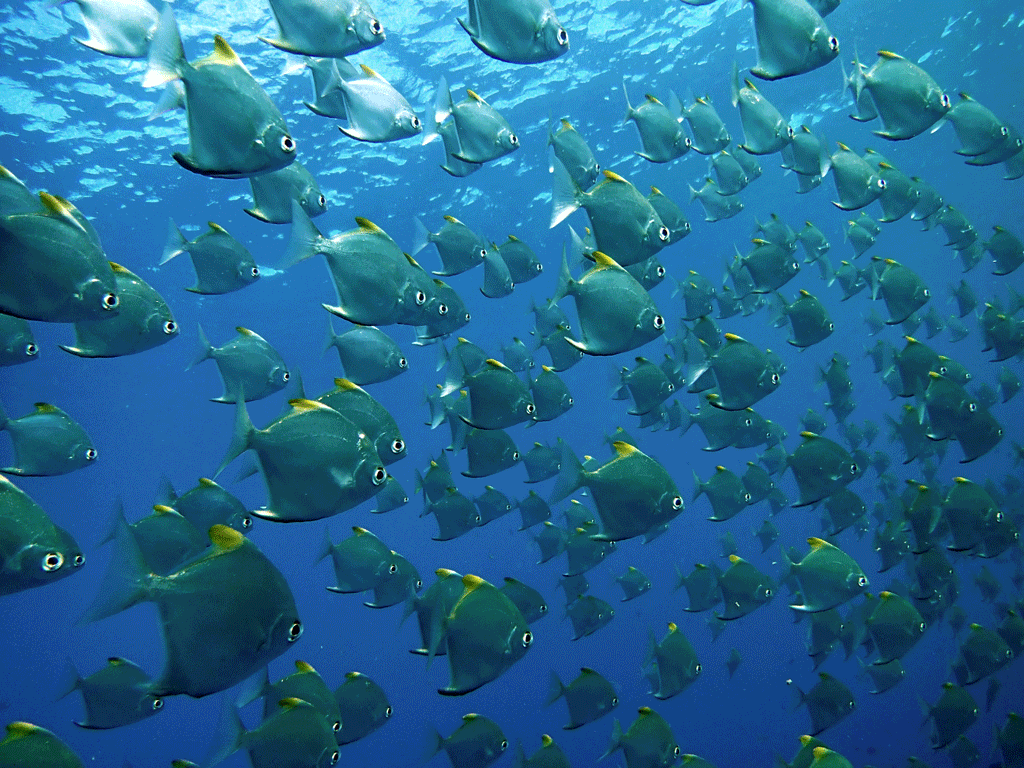 diamond-fish.gif