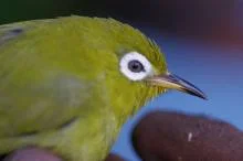 Kolombangara White-eye 2.jpg
