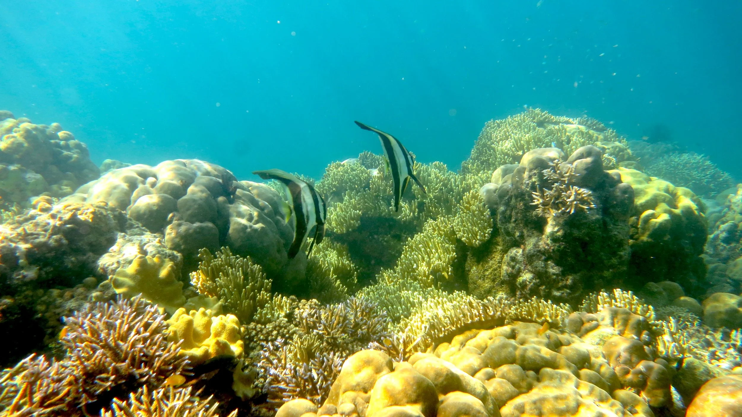 Evis Resort Solomon S Secluded Island Resort With Amazing Snorkeling