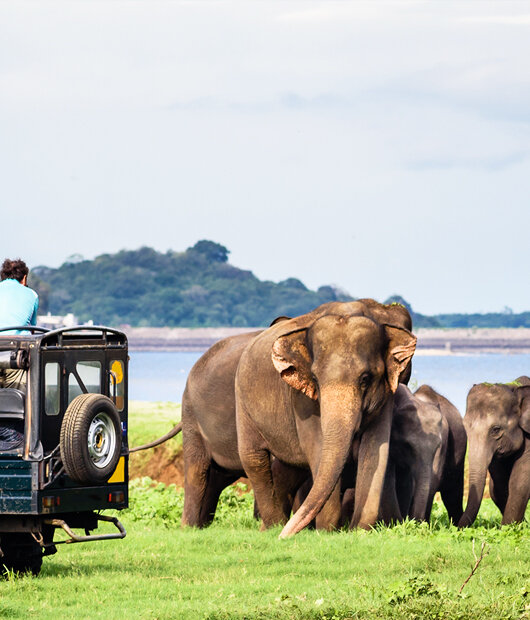 elephant-safari-habarana-village-530X620.jpg