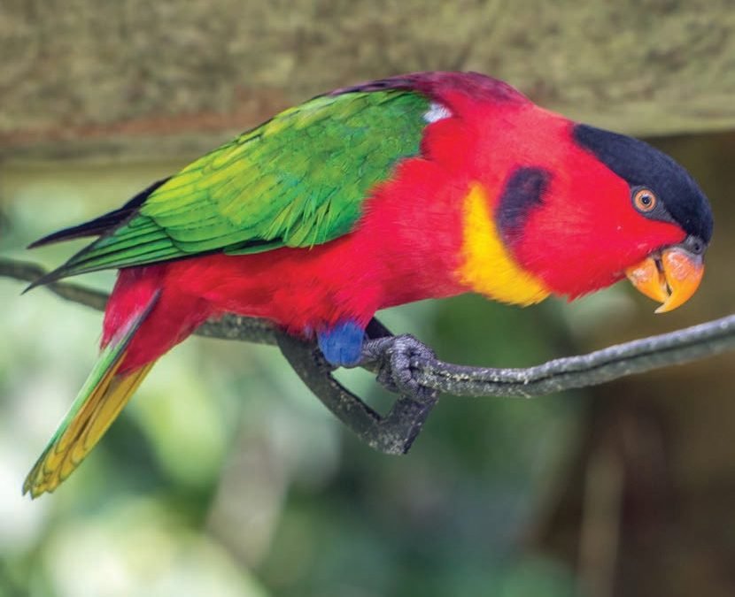 Solomon Island parrot.jpg