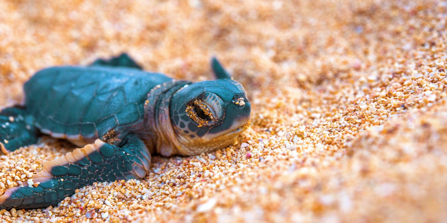 Green-Turtle-Hatchling (1).jpg