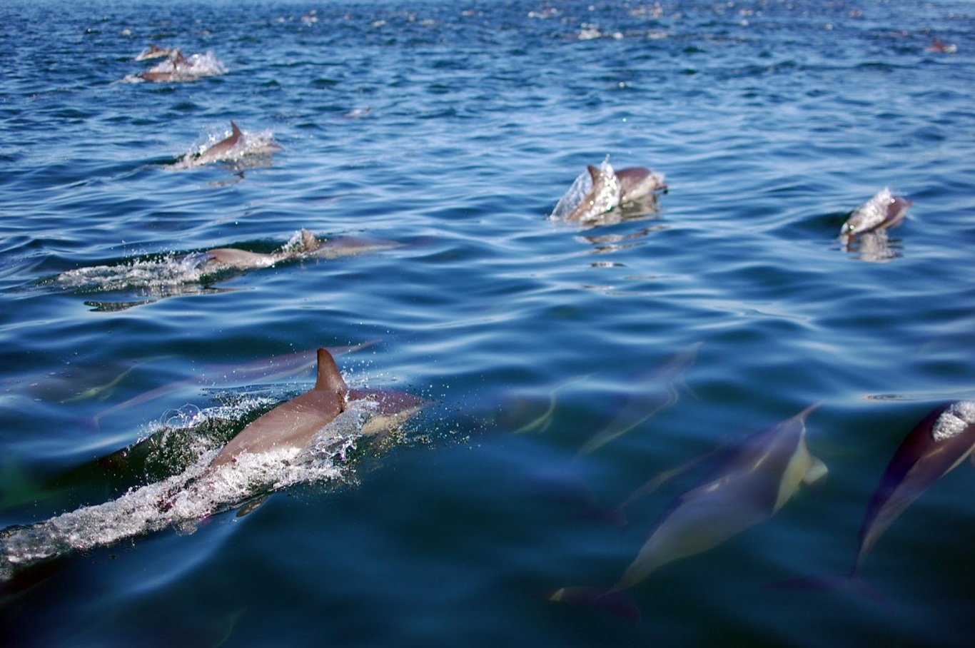 Spinner-Dolphins1.jpg