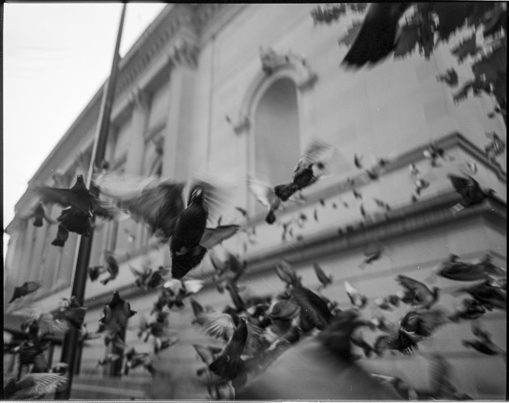 NYC pigeons 2.jpg