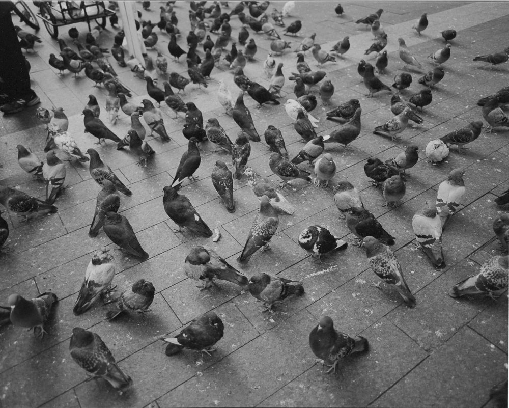 NYC Pigeons.jpg
