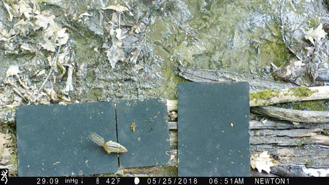 Chipmonk+gif.gif