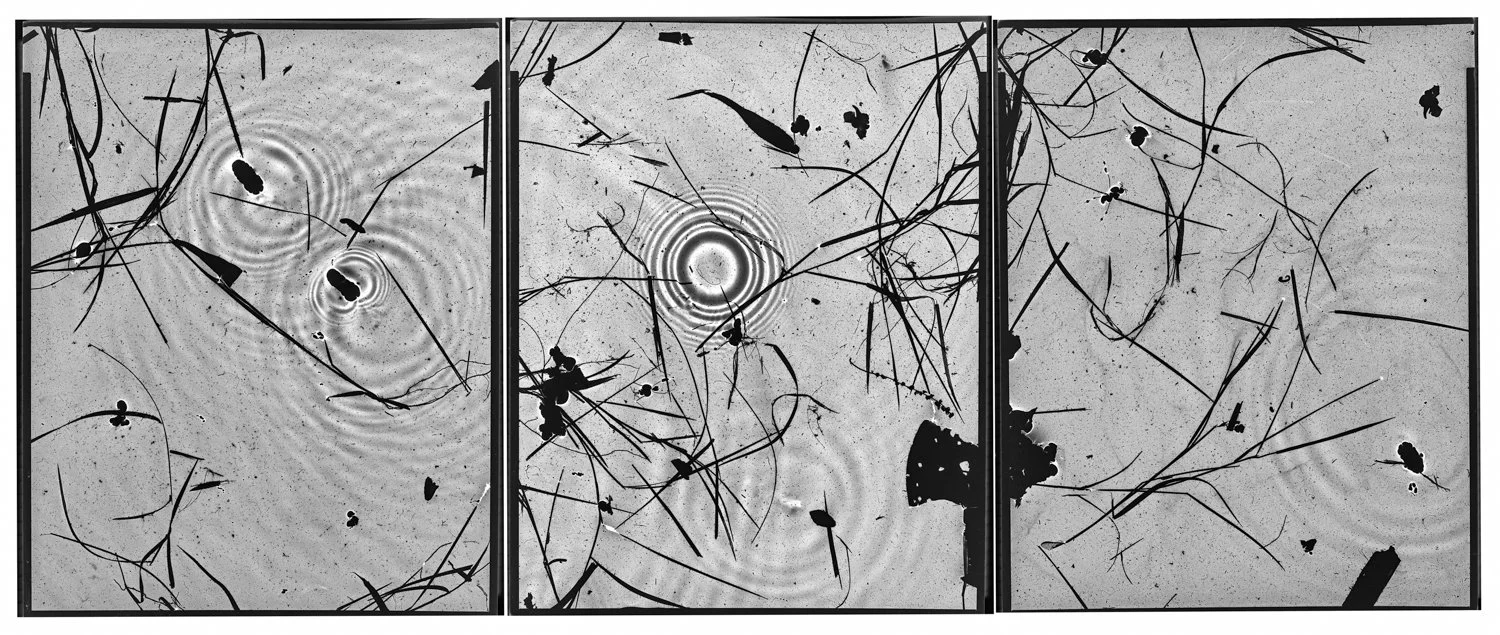  Pond Study 2021 Contact Print 