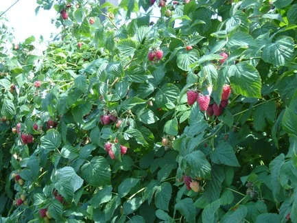 himbeeren_home.jpg