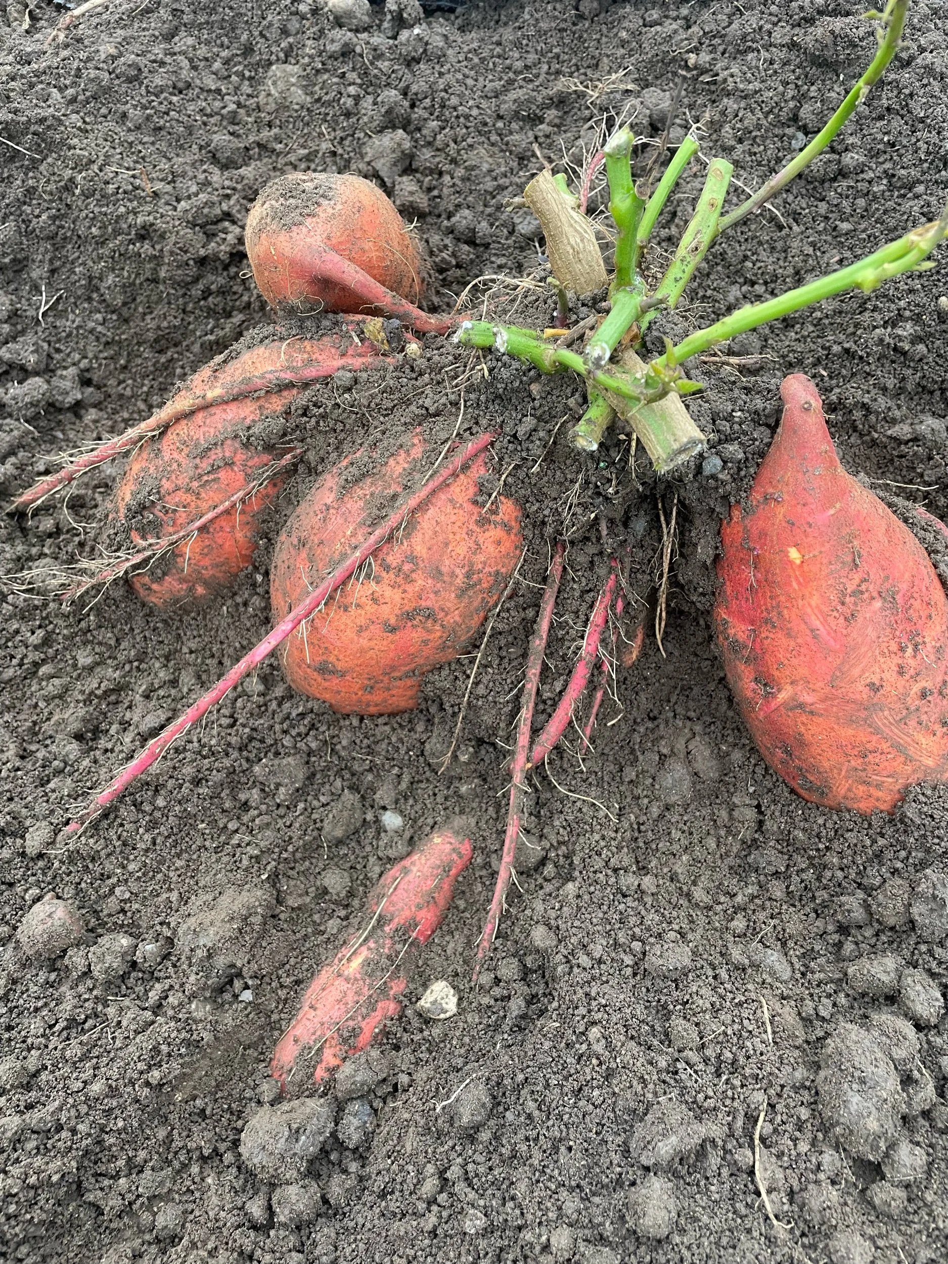 Orange Süsskartoffeln