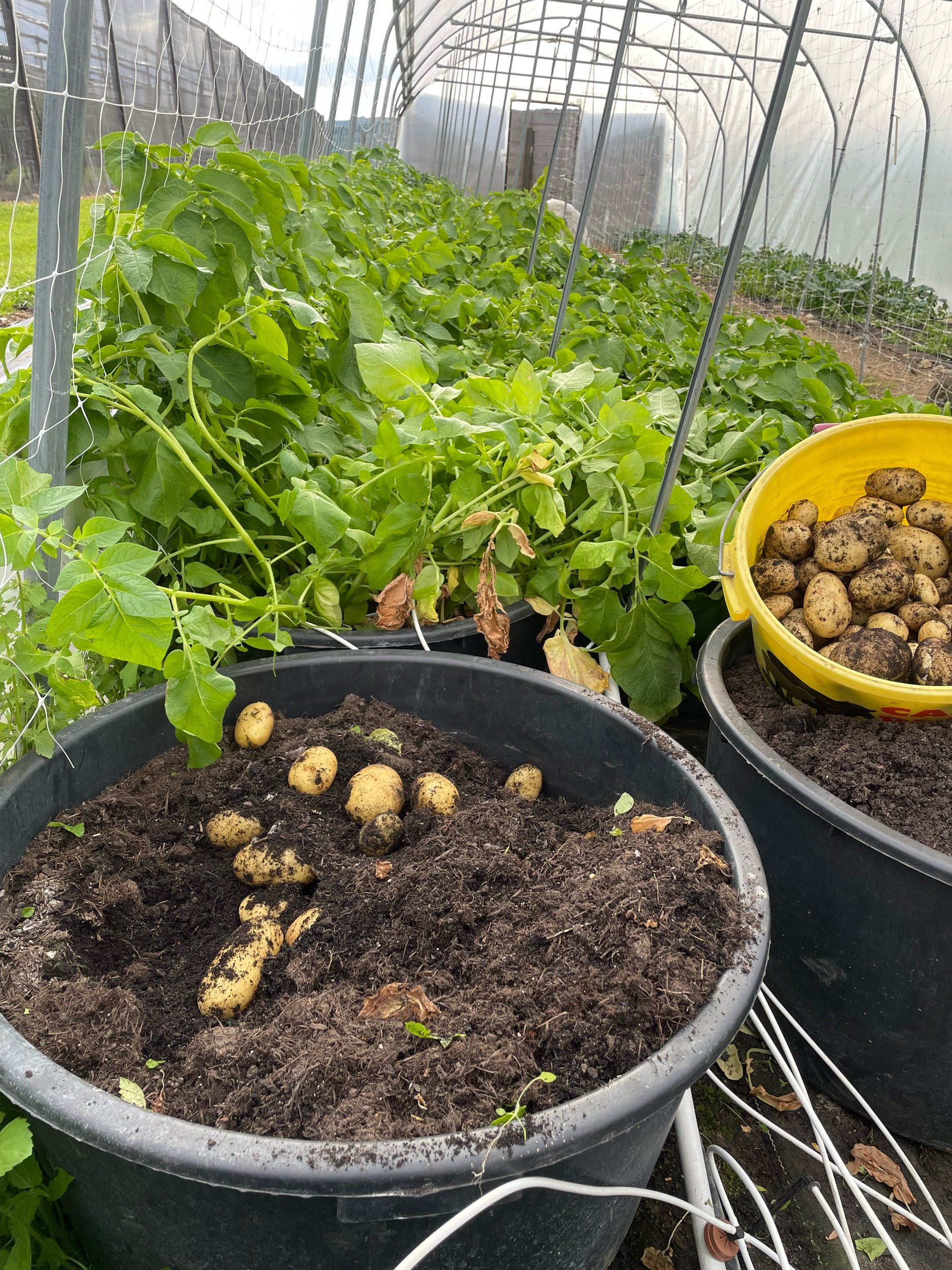 Frühkartoffeln im Topf