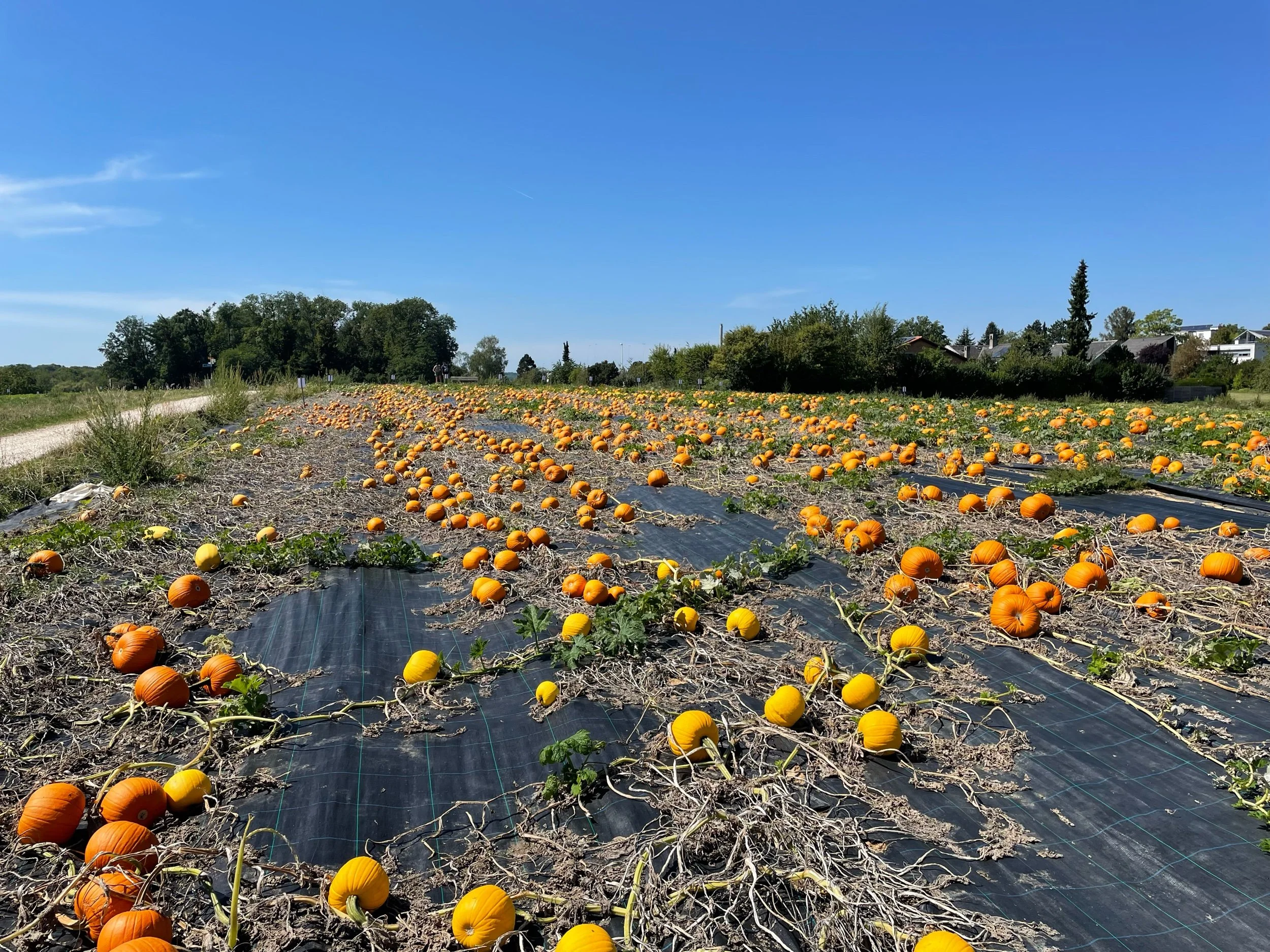 Kürbisfeld
