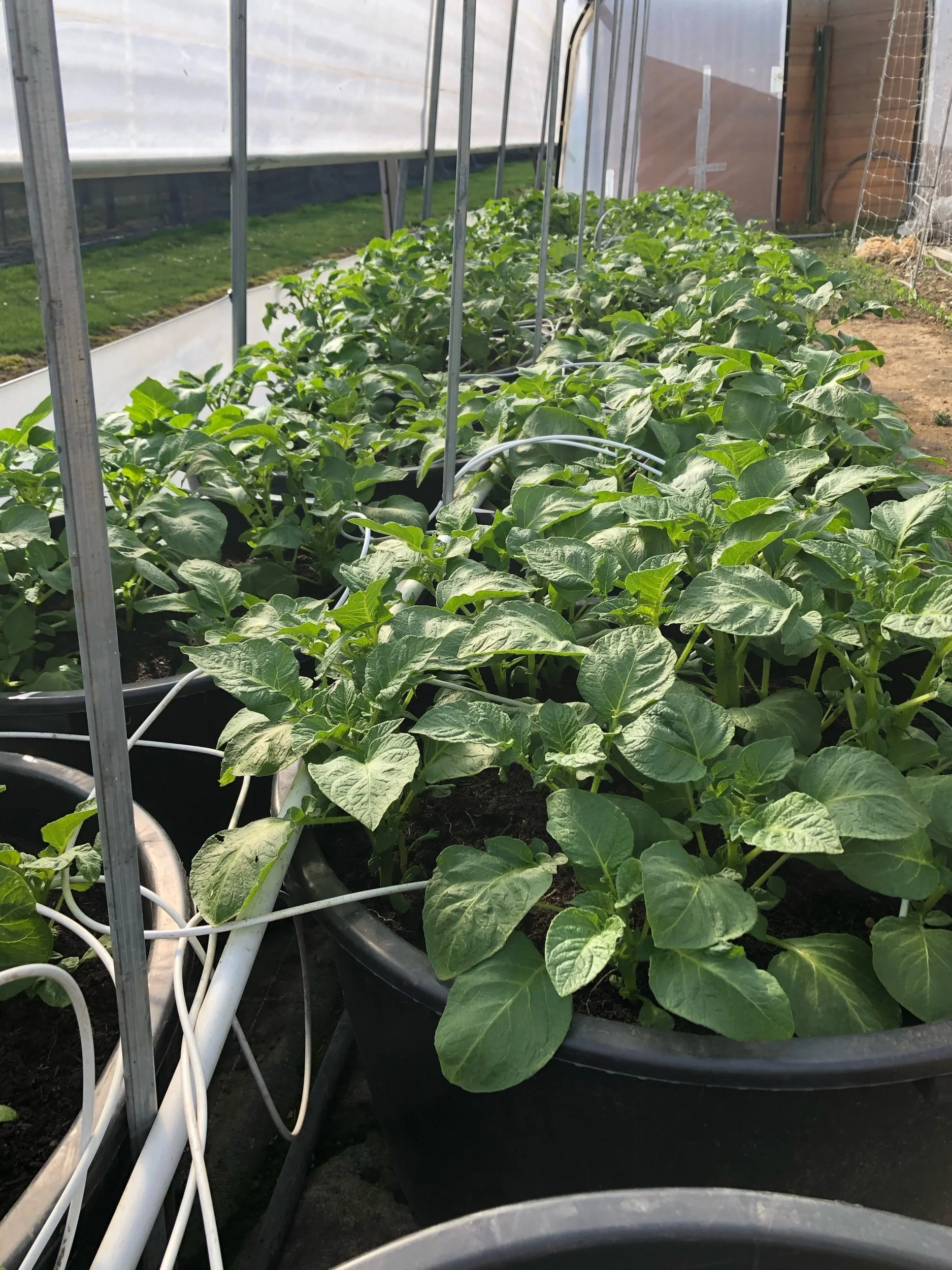 Frühkartoffeln im Topf