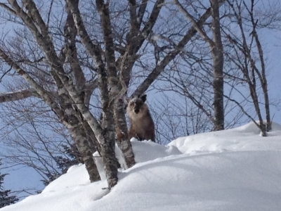 Rare sighting of a wild (goat like) kamoshika