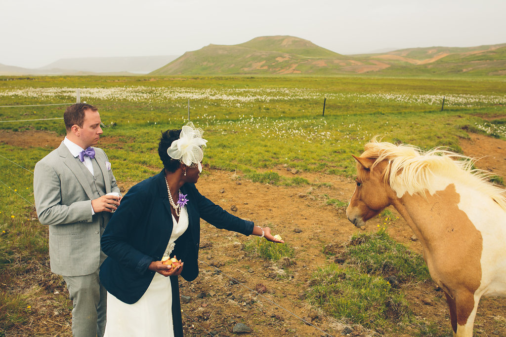 Iceland Ponies