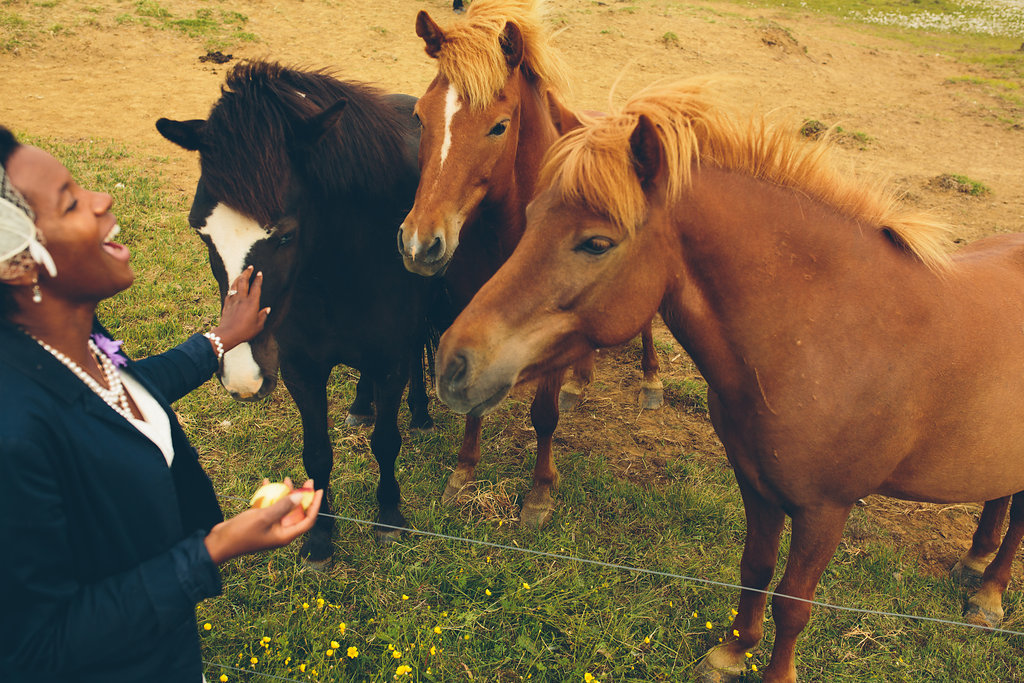 Horses Iceland