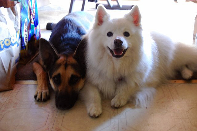 Koki and his cousin Rascal