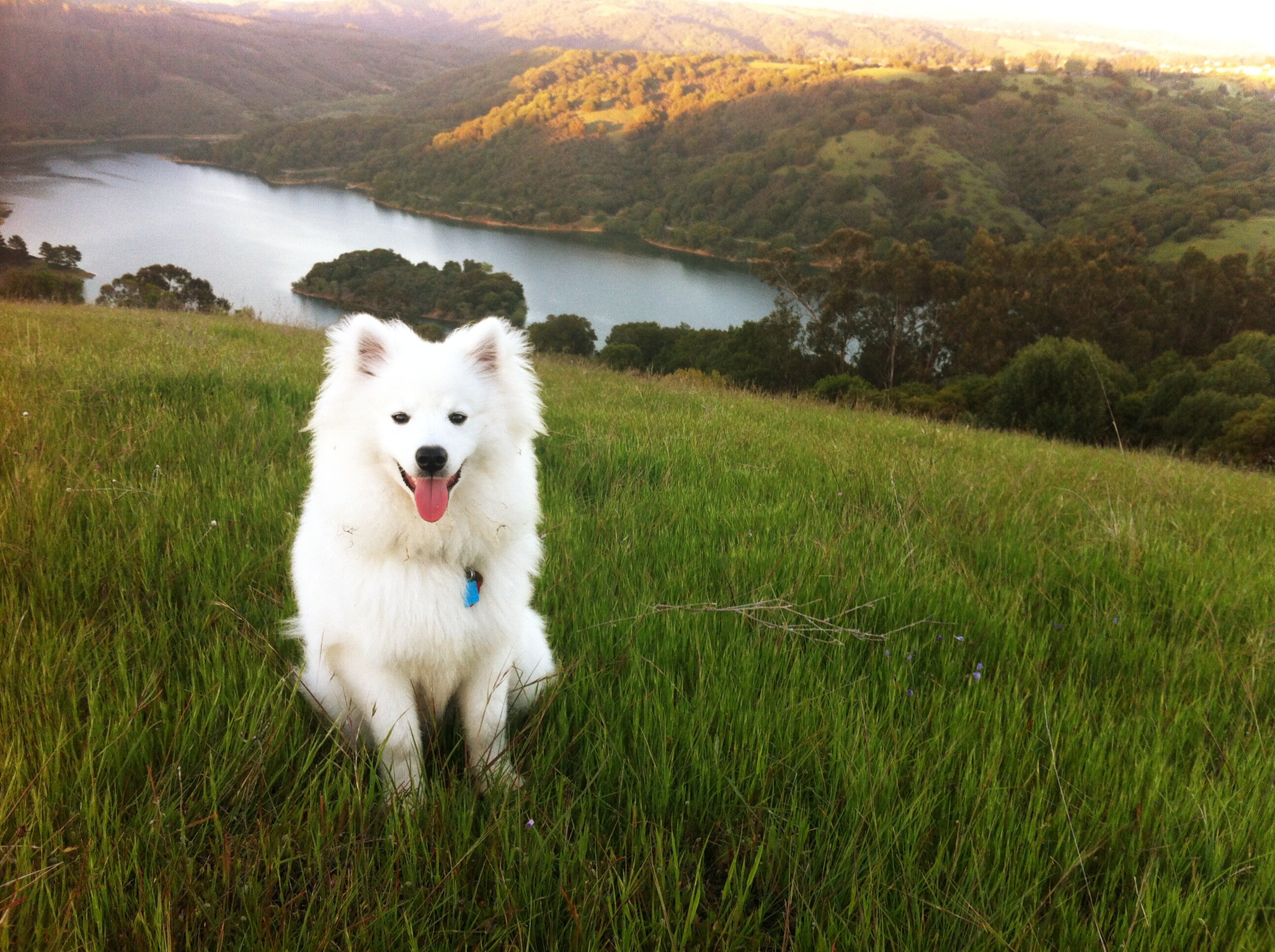 First off-leash hike at Lake Chabot.