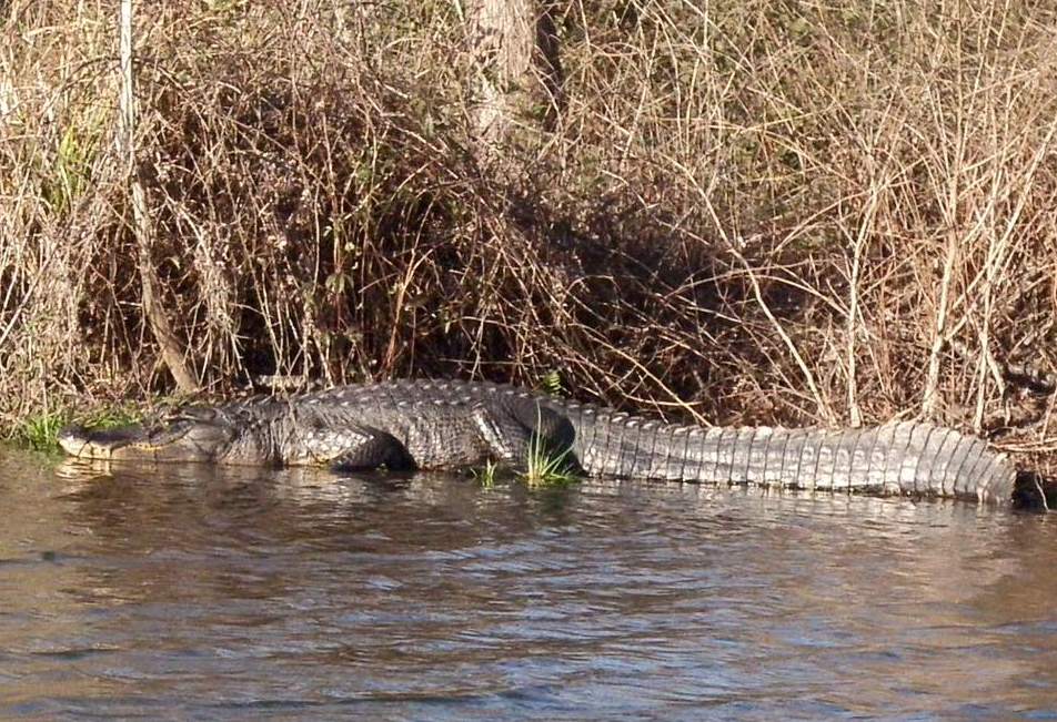 LafayetteHeritagePaddleTrail.Gator.png