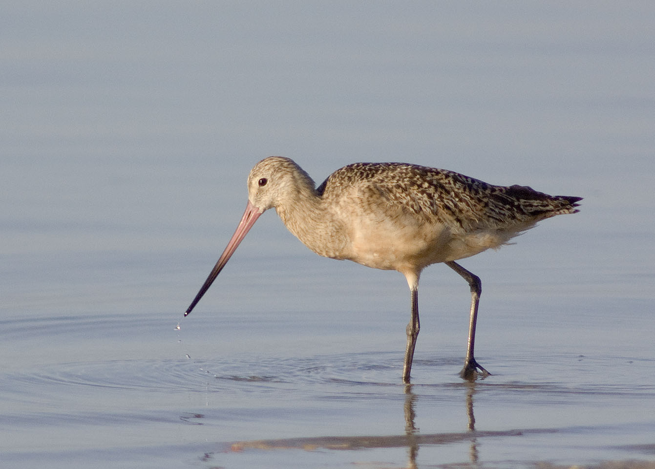 Florida Shore Birds.jpg