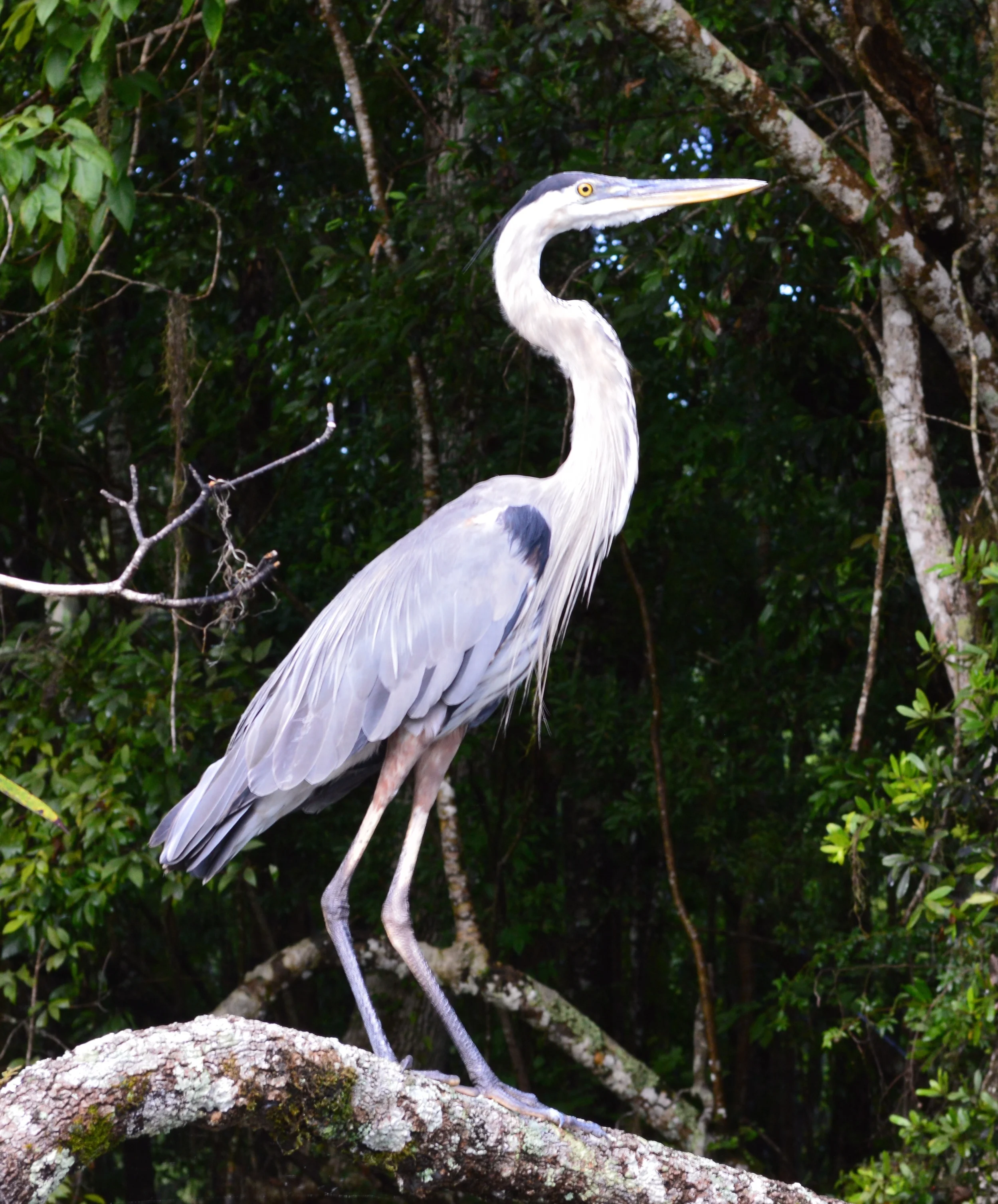 Wacissa 072515.5.JPG