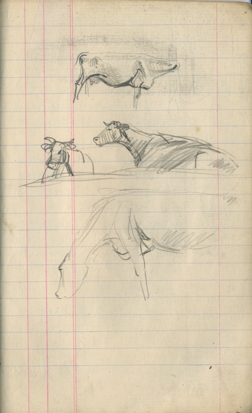 Sketches of Cattle