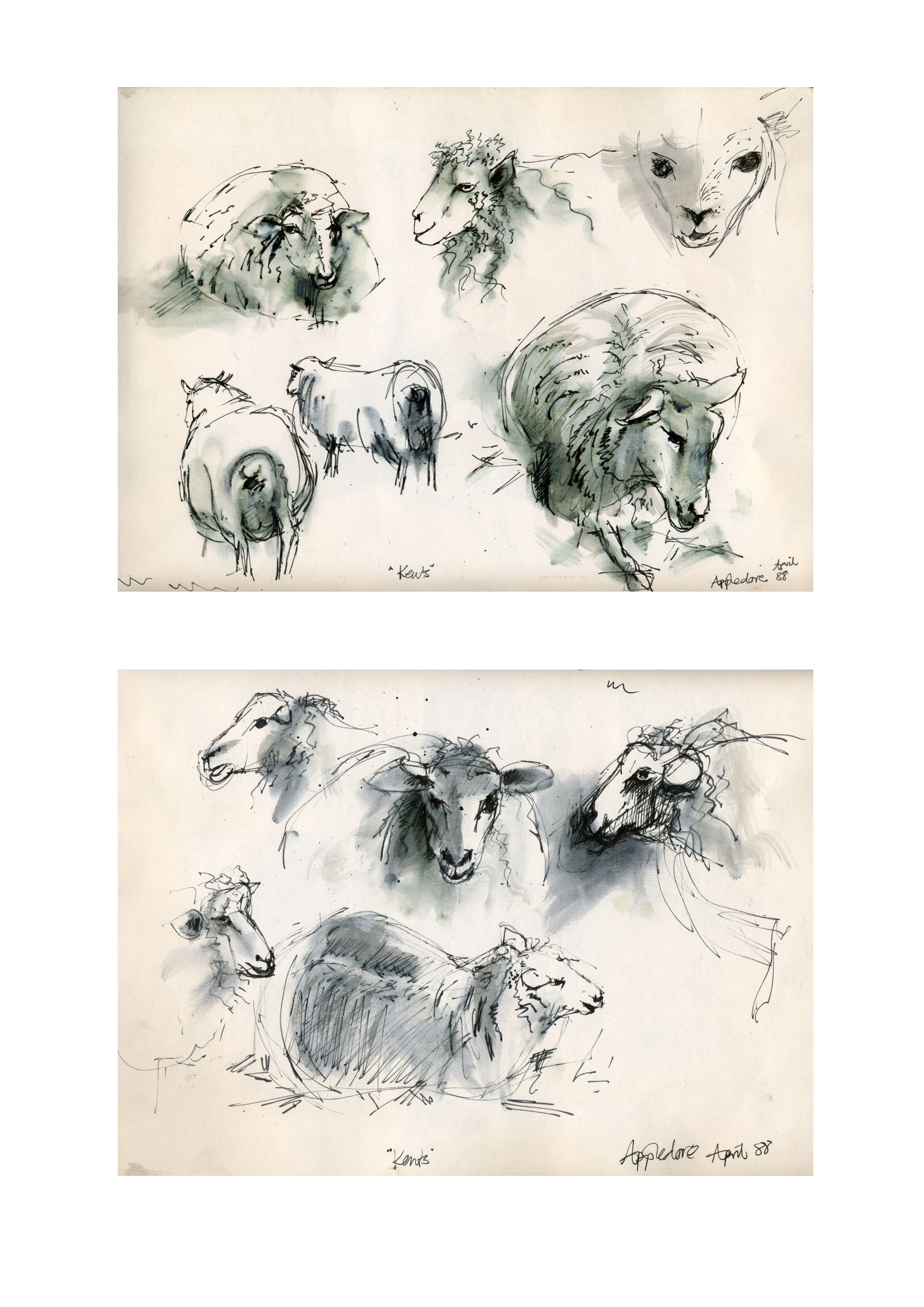 Sketches of Sheep