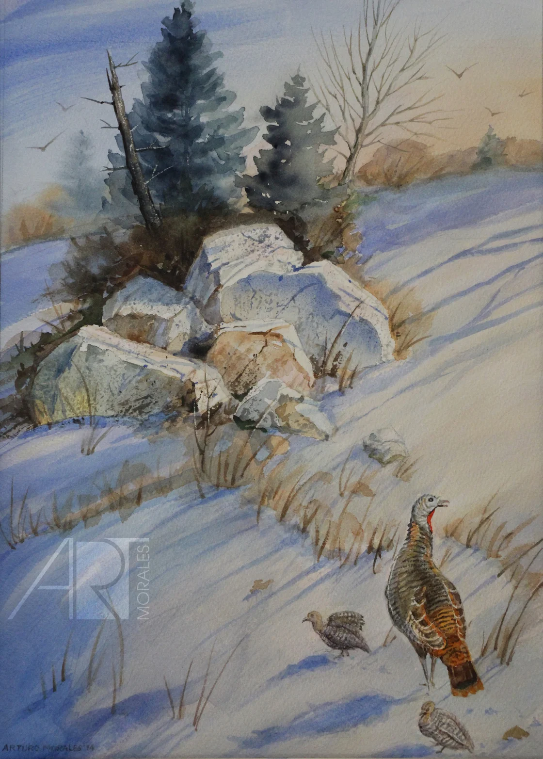 turkey morning in the snow, watercolor, 9.75"x 13.5", original: $260, giclee print: 140