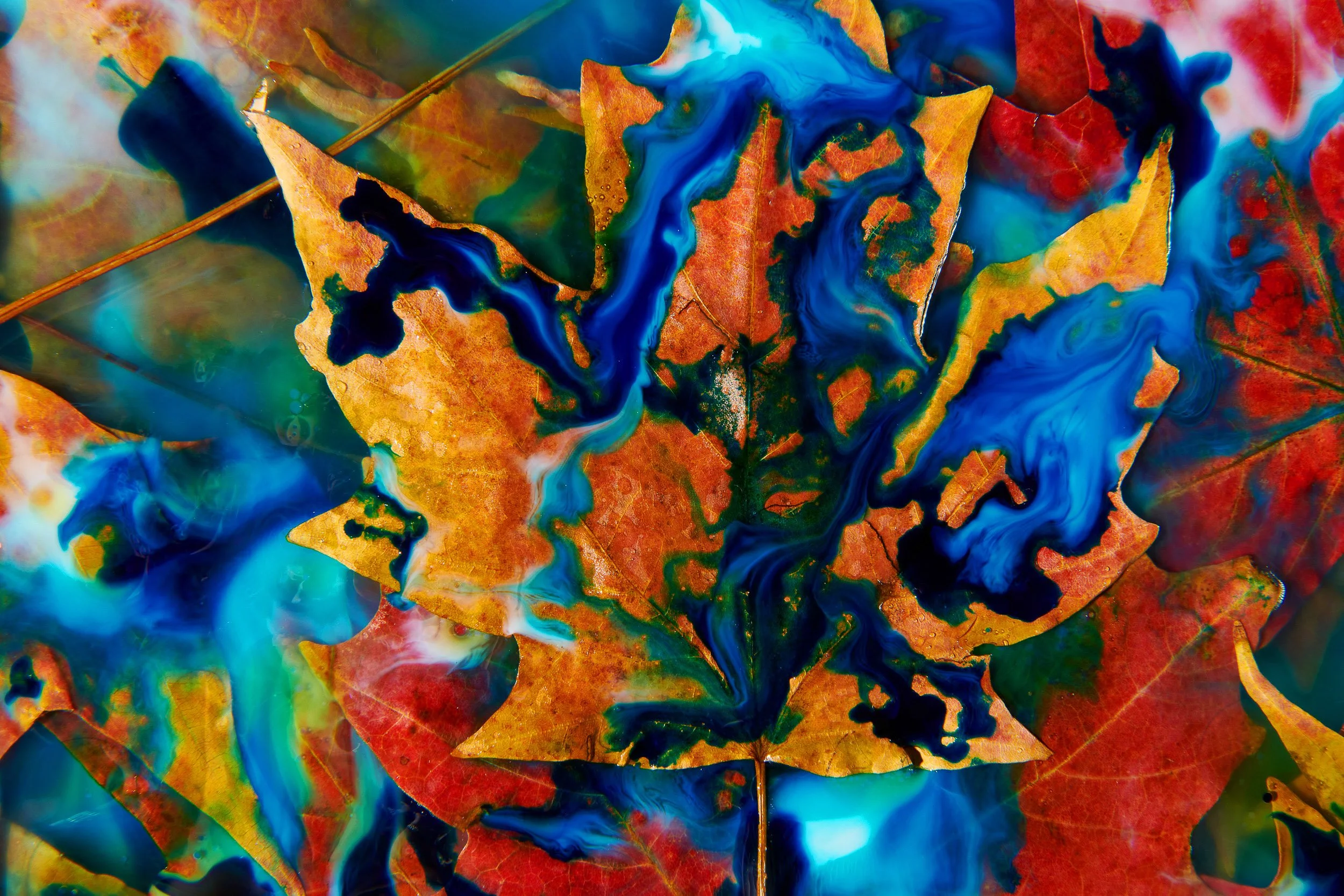 Fall Leaf with Colors in Toronto Still Life 