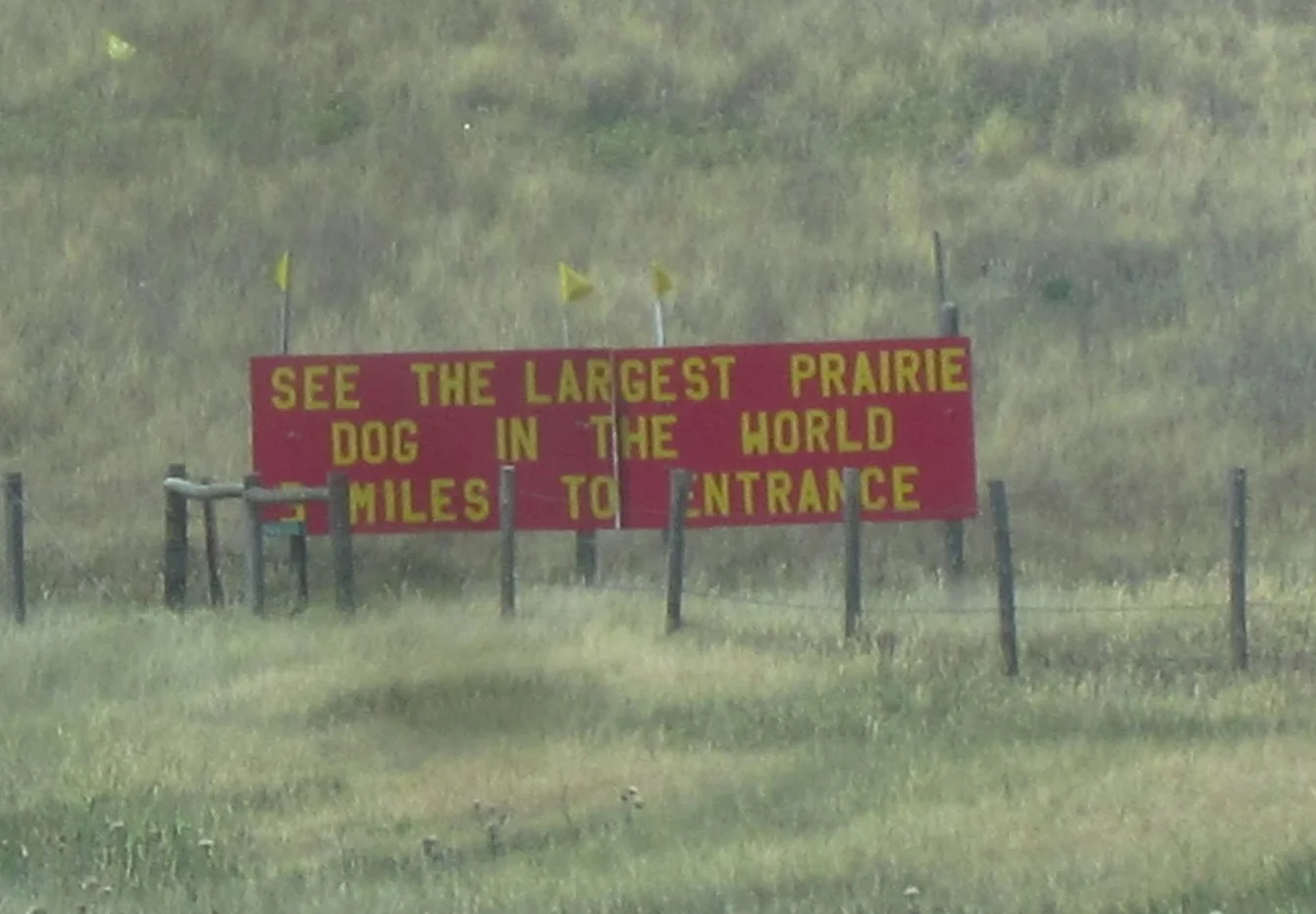 This and signs like it for 5 and 6 legged cows drew us is.