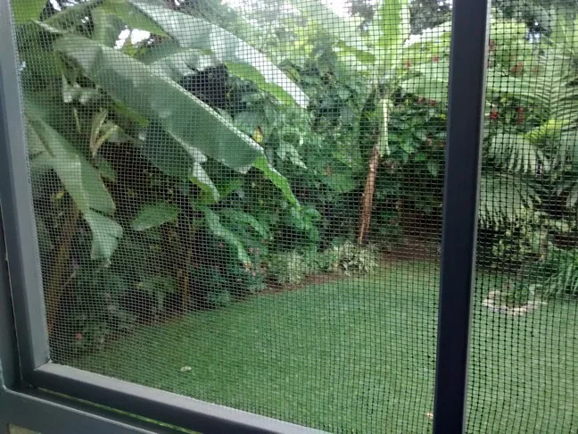 Screened windows