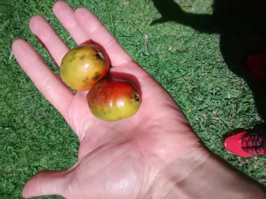 jocote fruits