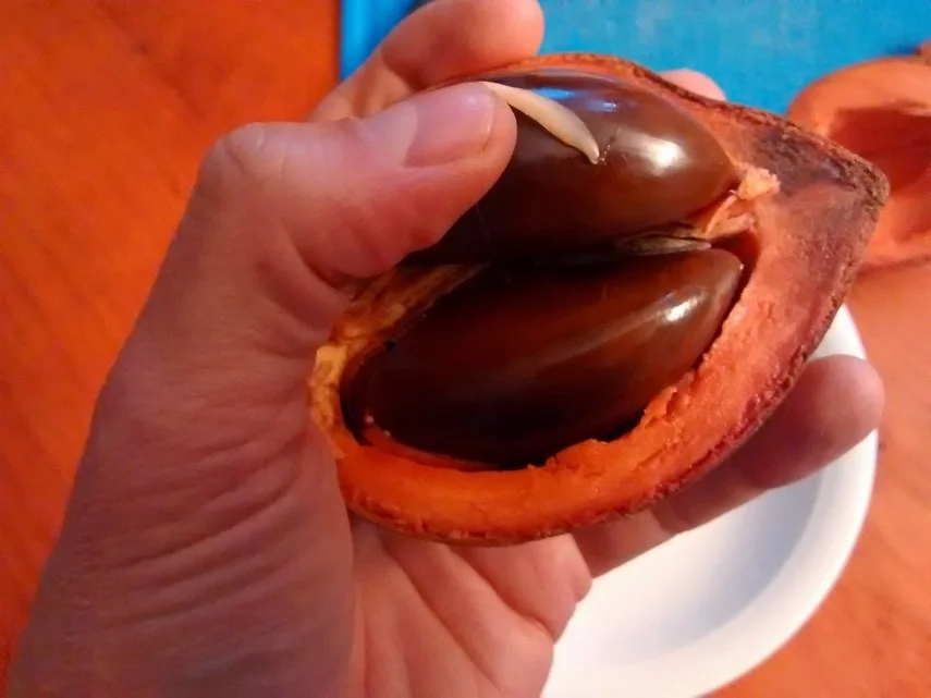 sapote's have two seeds on the inside