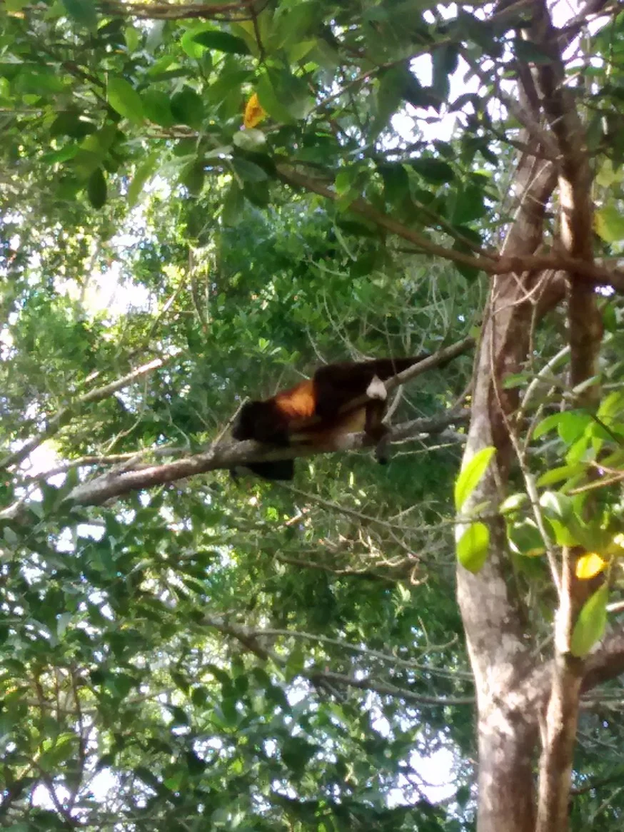 We counted at least a dozen in the tree (including two babies).