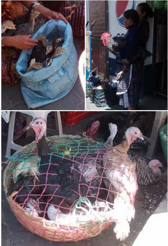 The Chichi market is for the birds. (both living and dead)