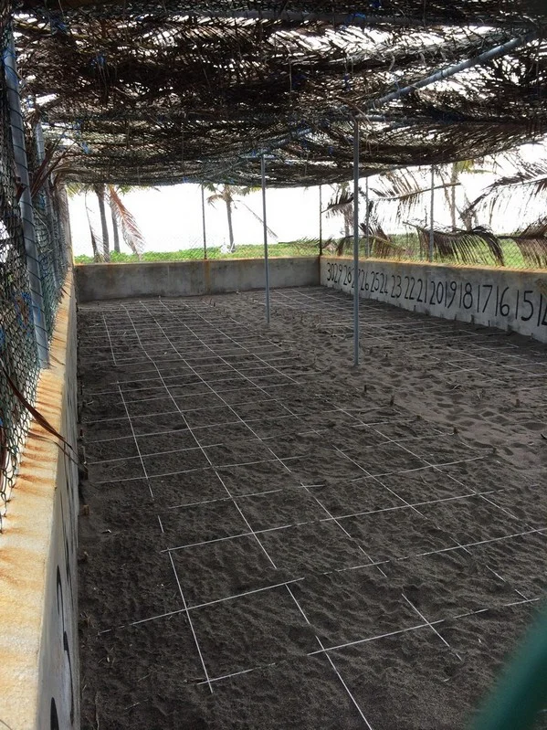 This grid system helps track when the turtles will hatch.