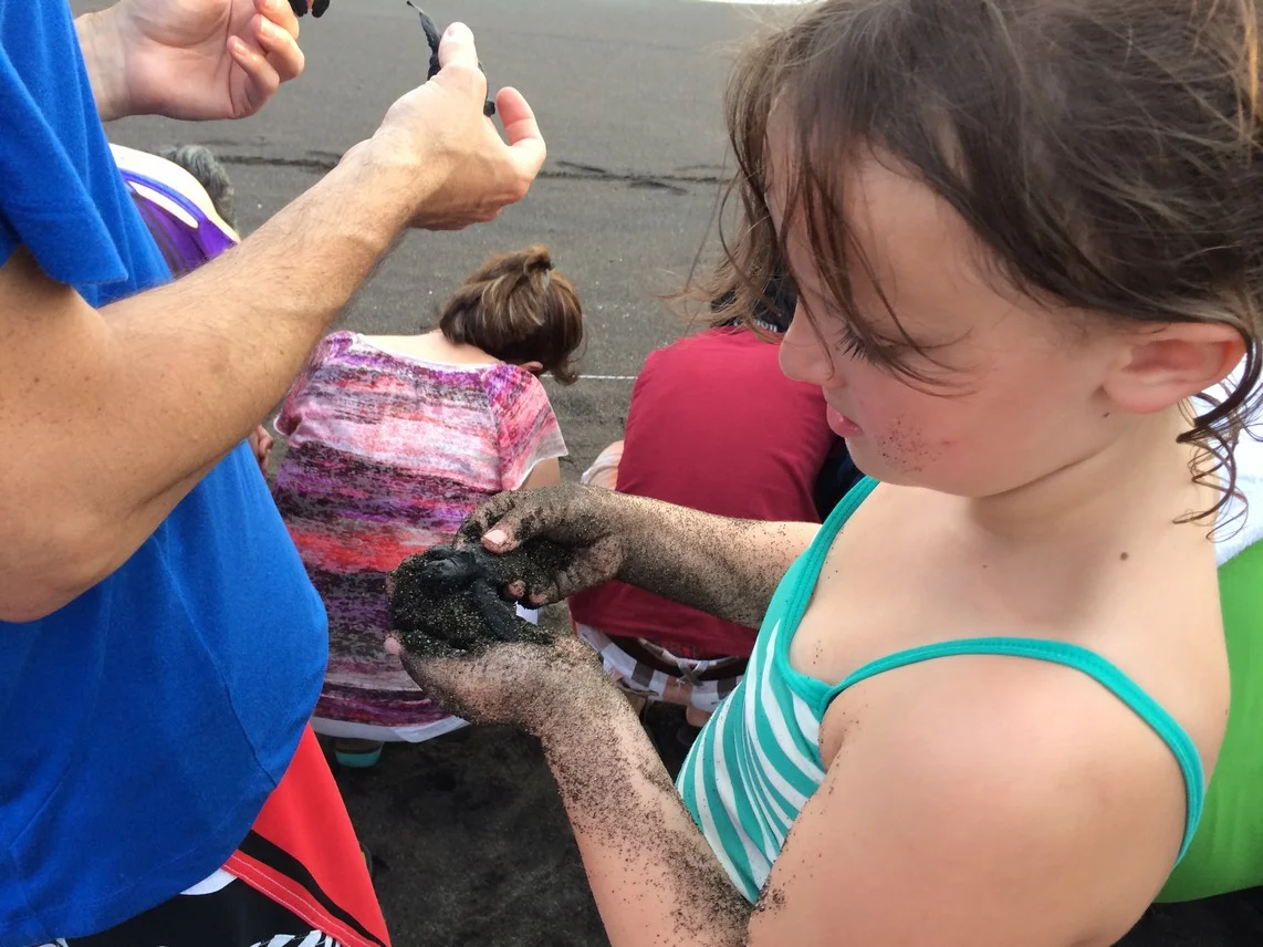 Elle said her turtle was calmed by sitting on sand while waiting for the go to release them