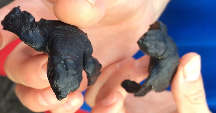 Releasing Leatherback Sea Turtles - Yes, we did!