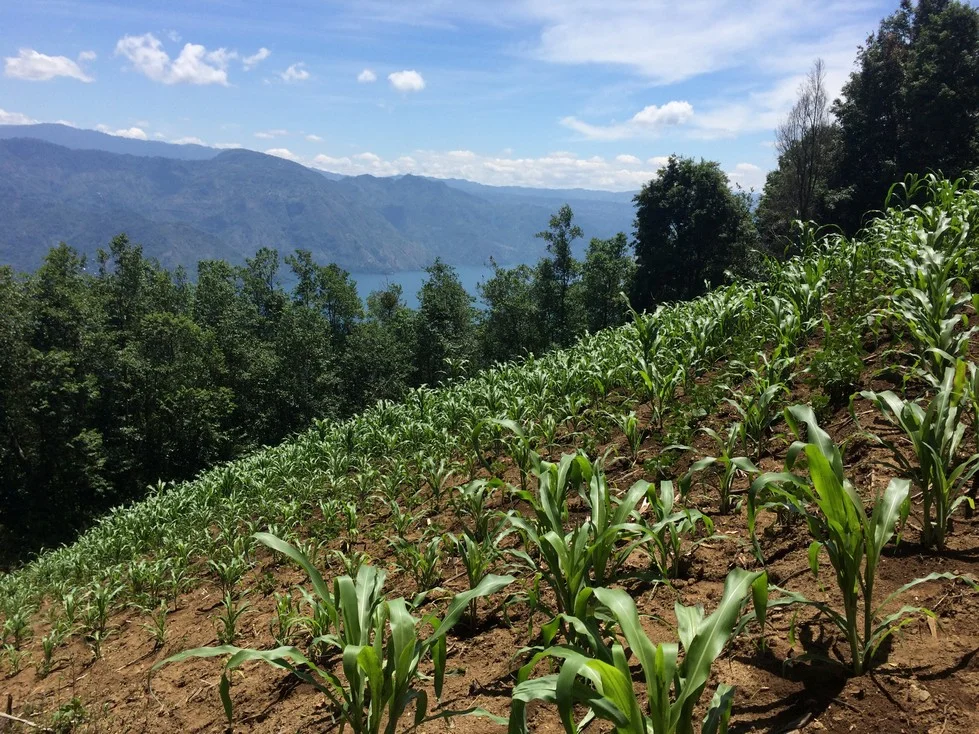 Hiking through maize fields. The terrain wasn’t getting any flatter.