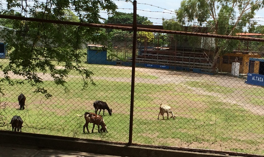 Goats eating the baseball field. This picture is dedicated to my sister, Shay. (Will you name a goat after me now?)