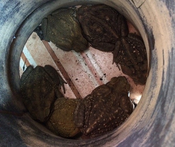 Step 2: Place frogs in big pot to wait until the morning. Step 3: Wash hands thoroughly.