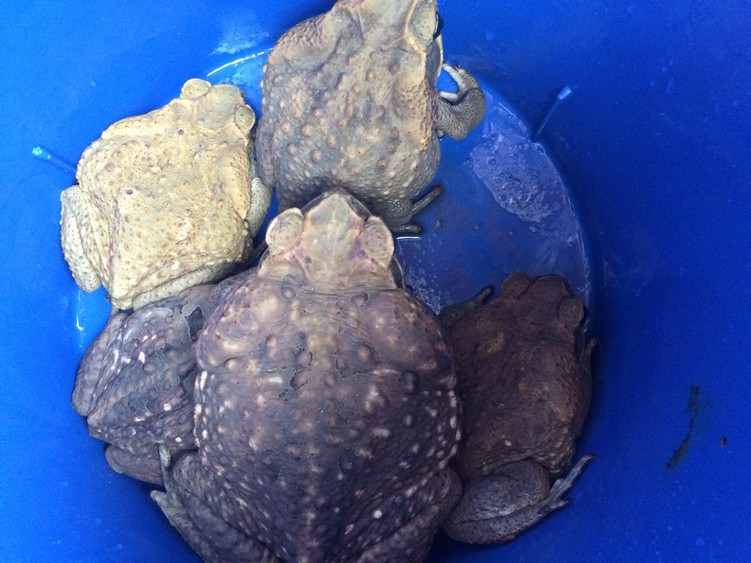 Step 4: In the morning, transfer toads to a plastic bucket (or plastic baggie or whatever works). 