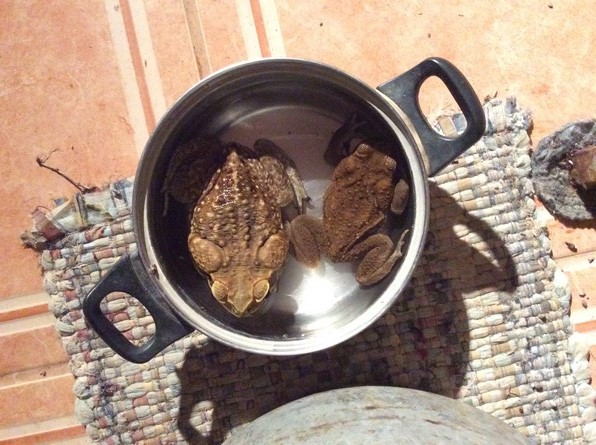 This was a favorite resting spot of the toads. It's the dog's water dish. It (along with these toads) has since been relocated. Each night 1-2 toads would sit in this pot and poop. 
