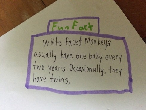 All of the mothers and fathers in a White-Faced Monkey troop help to take care of all of the babies. We were too done with project to add that fact at the time!