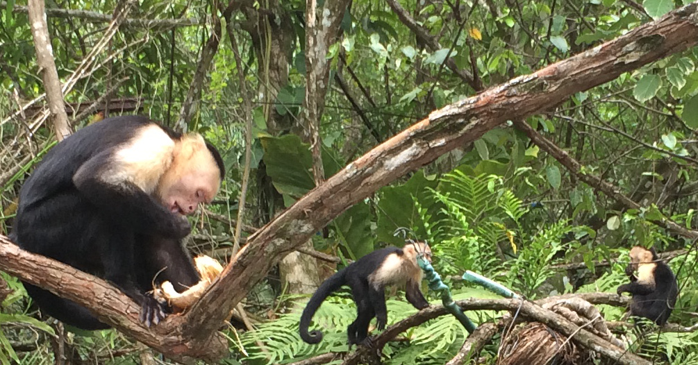 Three little monkeys sitting in a tree...