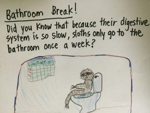 It's likely the sloth we spotted had just used the bathroom.
