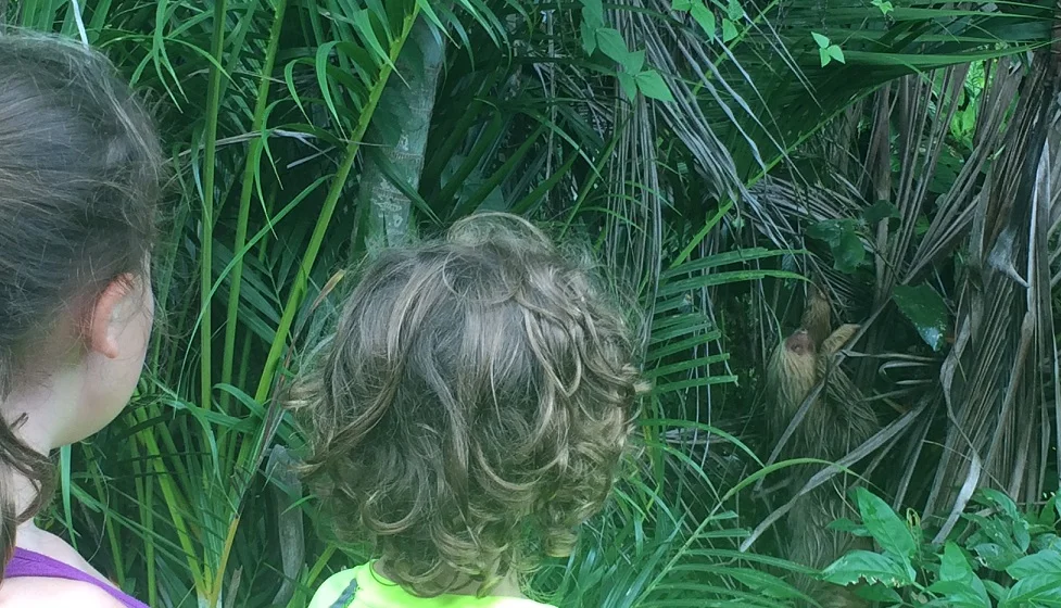Look at that sloth! Mesmerizing!