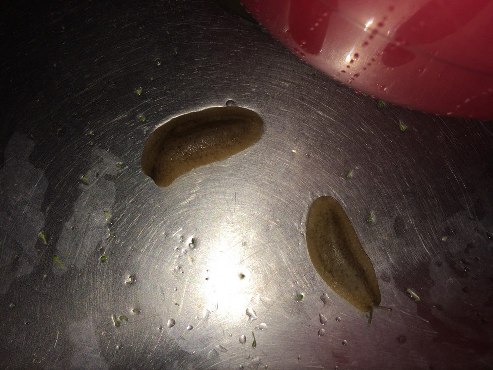 Maybe if I'd brought these in from my own garden, I would have expected something like this. This simply was not the case and I was totally freaked out seeing these slugs in my sink.