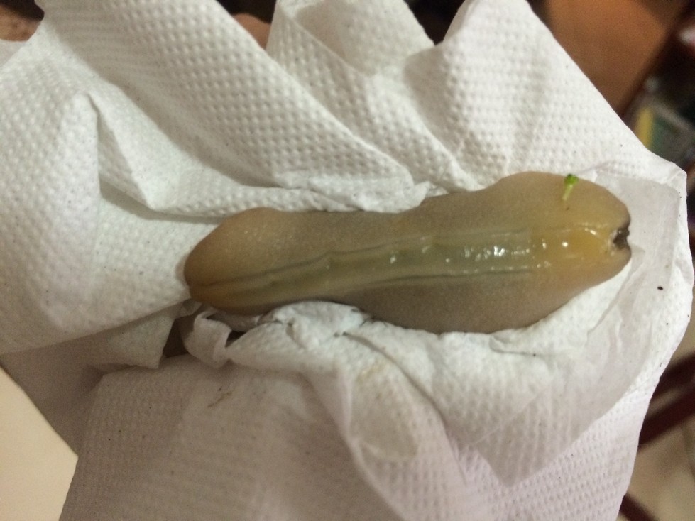 This slug may not seem like such a big deal compared to the huge slugs we have in the Pacific Northwest, but I've never found a big one in my produce. Note the little piece of broccoli still on it. 