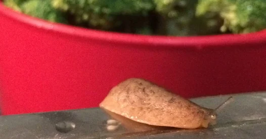 A Broccoli Surprise: Fresh Food from a Market Cart