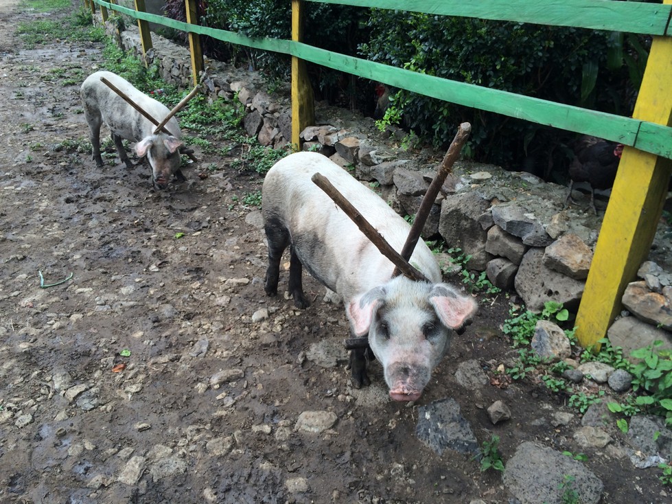 The family's pig and other families' pigs wander the street and farms as they like. They wear these wooden X's on their necks which prevent them from leaving the fenced areas. This pig is likely to be slaughtered in December. Sometimes they eat the meat and other times they sell it. This year they are likely to sell it because they need the money. The pigs and the dogs ate slop out of a tire sliced in half like a big moon-shaped bowl. 